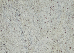 Kashmir White Granite